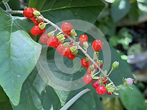 Baby pepper / Rivina humilis, Rivina laevis / Blood berry, Bloodberry Rougeplant, Coral berry, Coralberry, Inkberry, Pigeon berry