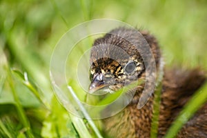 Baby pheasant on grass