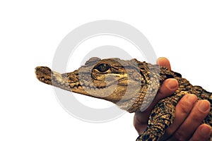 Baby of Philippine crocodile Crocodylus mindorensis is took in the hands of the man