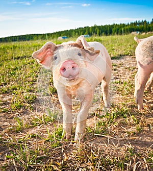 Baby pig photo