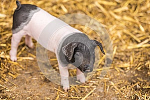 Baby pig of german breed