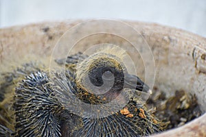 Baby pigeon in a flower pot nest