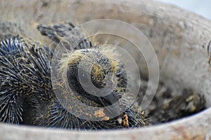 Baby pigeon in a flower pot nest