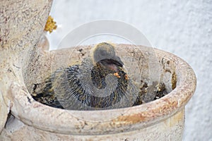 Baby pigeon in a flower pot nest