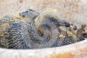 Baby pigeon in a flower pot nest