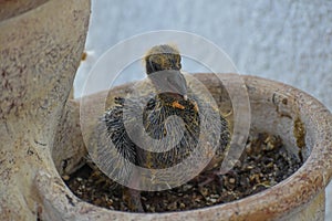 Baby pigeon in a flower pot nest