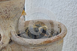 Baby pigeon in a flower pot nest