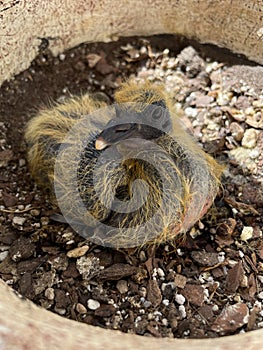 Baby pigeon in a flower pot nest