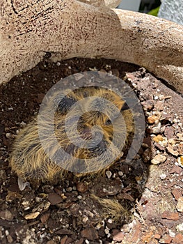 Baby pigeon in a flower pot nest