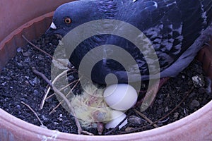 Baby pigeon hatched from egg