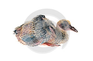 Baby pigeon isolated on white background