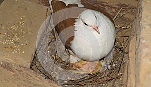 A baby pigeon with its mother