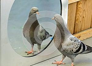 baby pigeon in mirror-Am I look handsome?