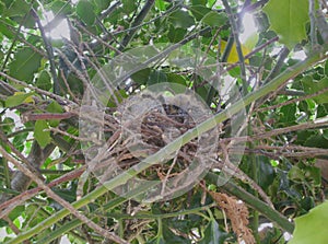Baby pigeons in nest, approximately eight days old