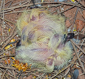 Baby Pigion (Squabs