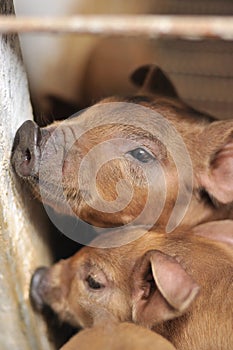 Baby Piglet I photo