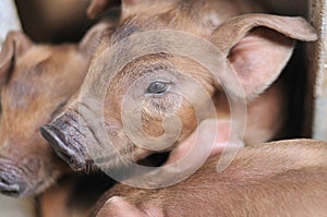 Baby Piglet II photo