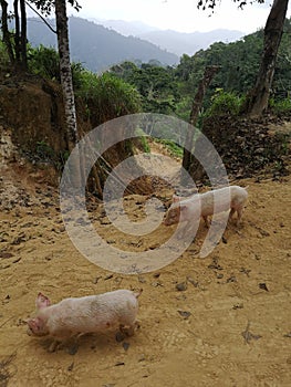 Baby pigs on a dirt road in the jungle