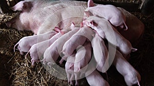 Baby pigs eat mother's breast milk. Feeding little piglets