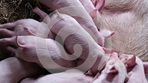 Baby pigs eat mother's breast milk. Feeding little piglets. Vertical video
