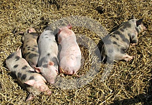 Baby pigs at a farm
