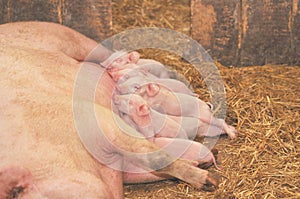 Baby Pigs Feeding with Mother