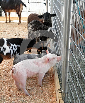 Baby pigs, goats and sheeps ask a horse for advice