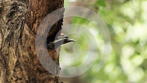 Baby Pileated Woodpecker