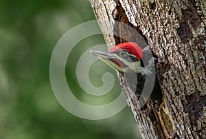 Baby Pileated Woodpecker in Tree