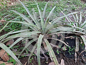 Baby pinapple plant