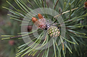 Baby pine cone growing in spring. Closeup. Macro