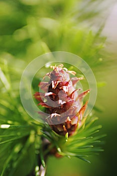 Baby pine cone on a tree