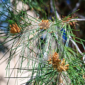 Baby Pine Cones Covering Fir Tree in Spring, closeup