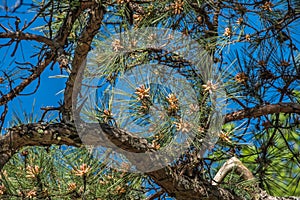 Baby Pine Cones On Tree Against A Blue Sky Background.