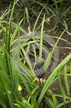 Baby Pineapple