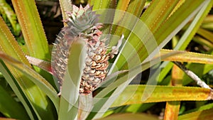 Baby pineapple fruit on tree. Pineapple Farm. Small growing Tropical Pineapple.