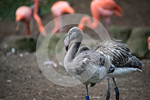 baby pink flamingo walking in border water at the zoo