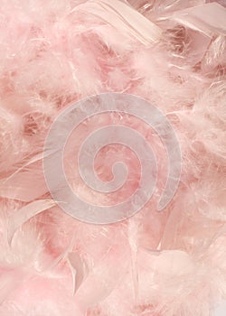 Baby pink fluffy feather background