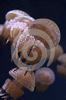 Baby pink jelly fish acuarium singapore