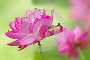 Baby in pink lotus flower