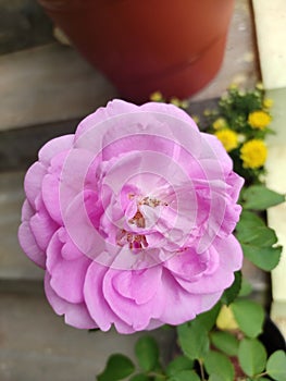 Baby pink rose lots of petals in it.