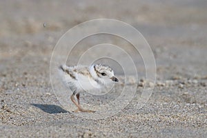 Baby Piping Plover