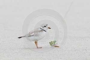 Baby piping plover