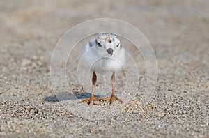 Baby Piping Plover Standing on the Shore