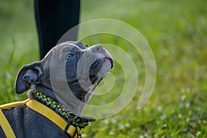 Baby pitbull dog in the garden