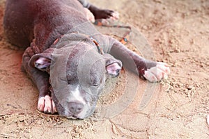 Baby Pitbull sleep on the beach