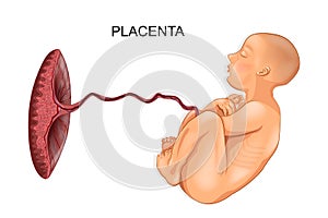 Baby and placenta photo