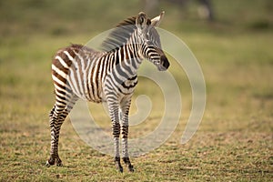 A Baby Plains Zebra in Amboseli, Kenya