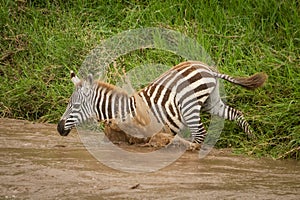 Baby plains zebra jumps into muddy river