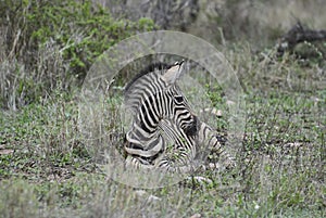 Baby Plains Zebra lying in the high grass